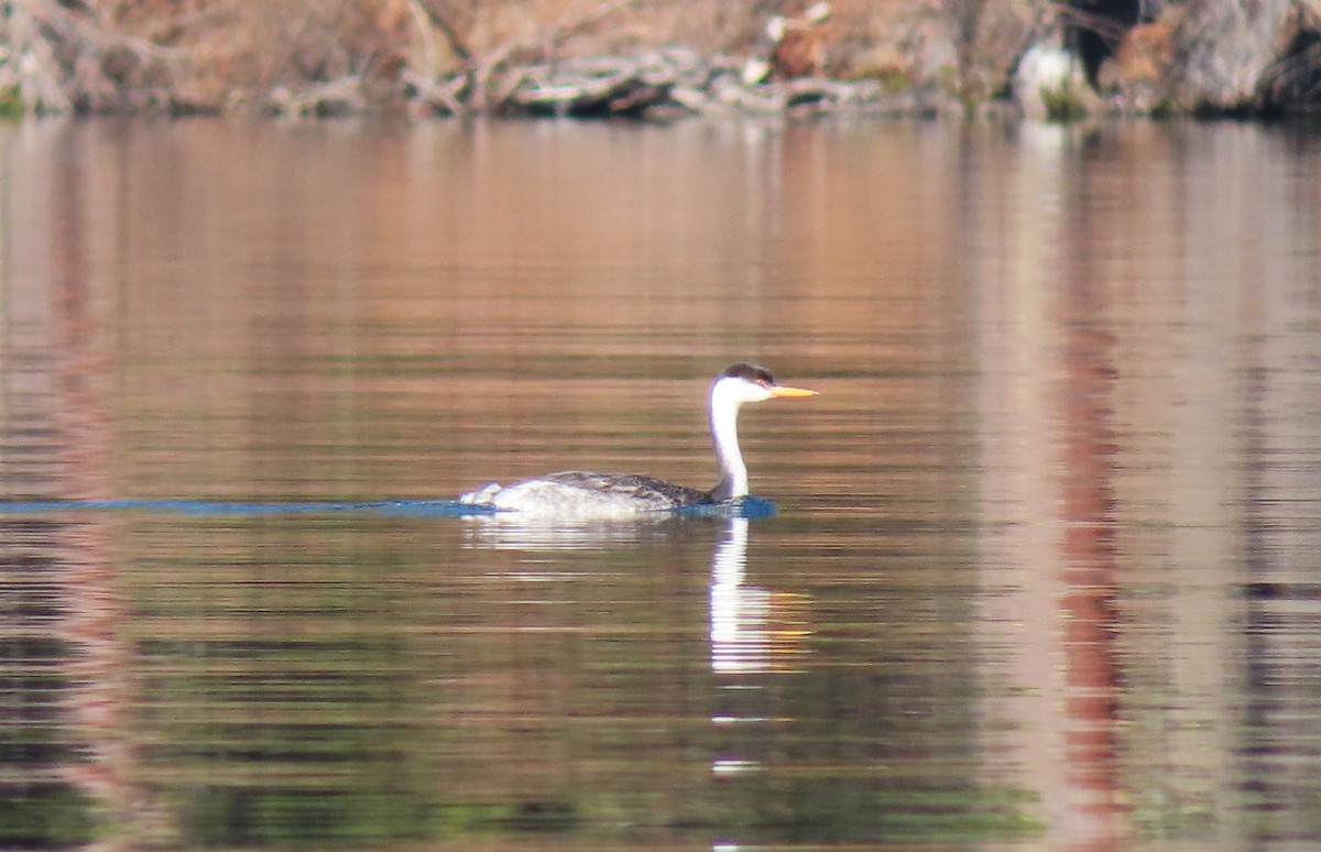 Western Grebe - ML646883410