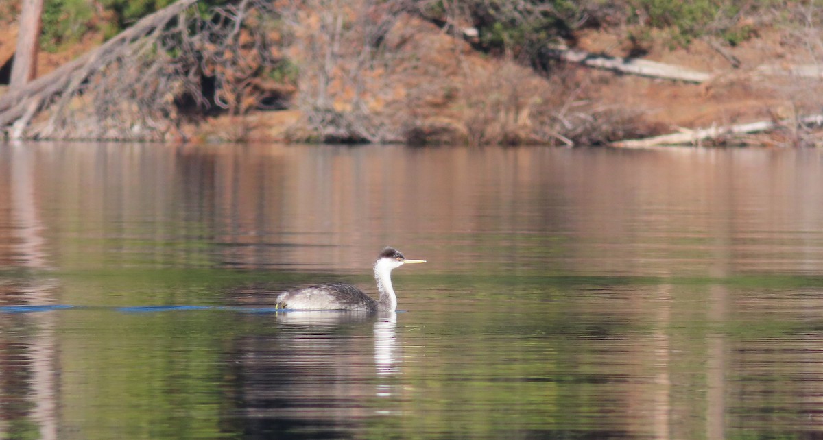 Western Grebe - ML646883411