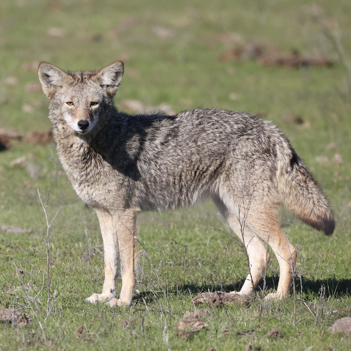 Coyote - ML646883413