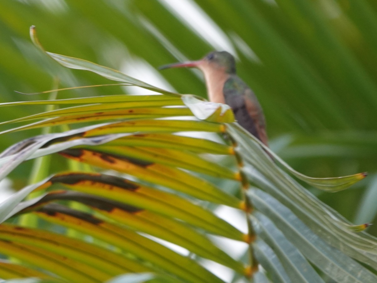 Amazilia Canela - ML646883416