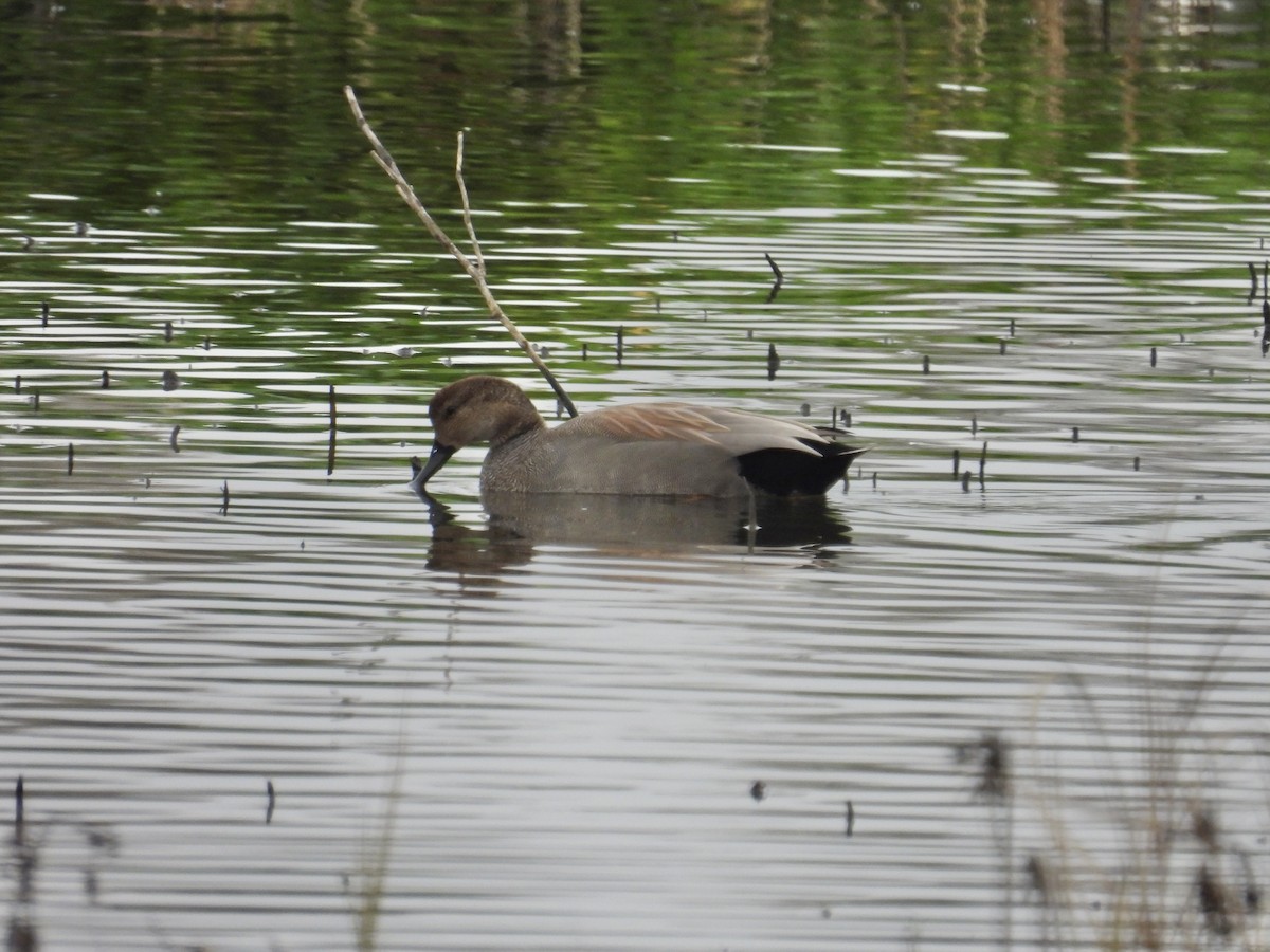 Gadwall - ML646883418