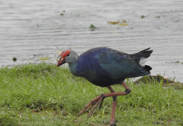 Calamón Cabecigrís - ML646883419