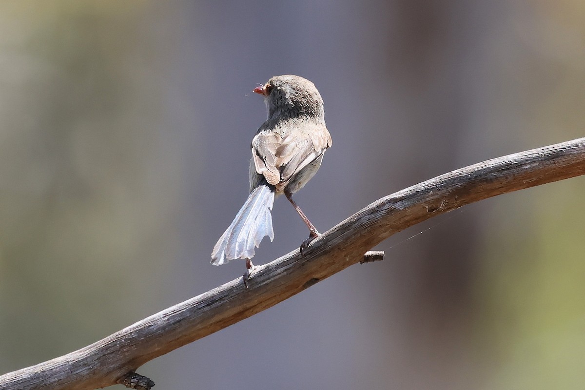 Maluro Pechiazul - ML646883421