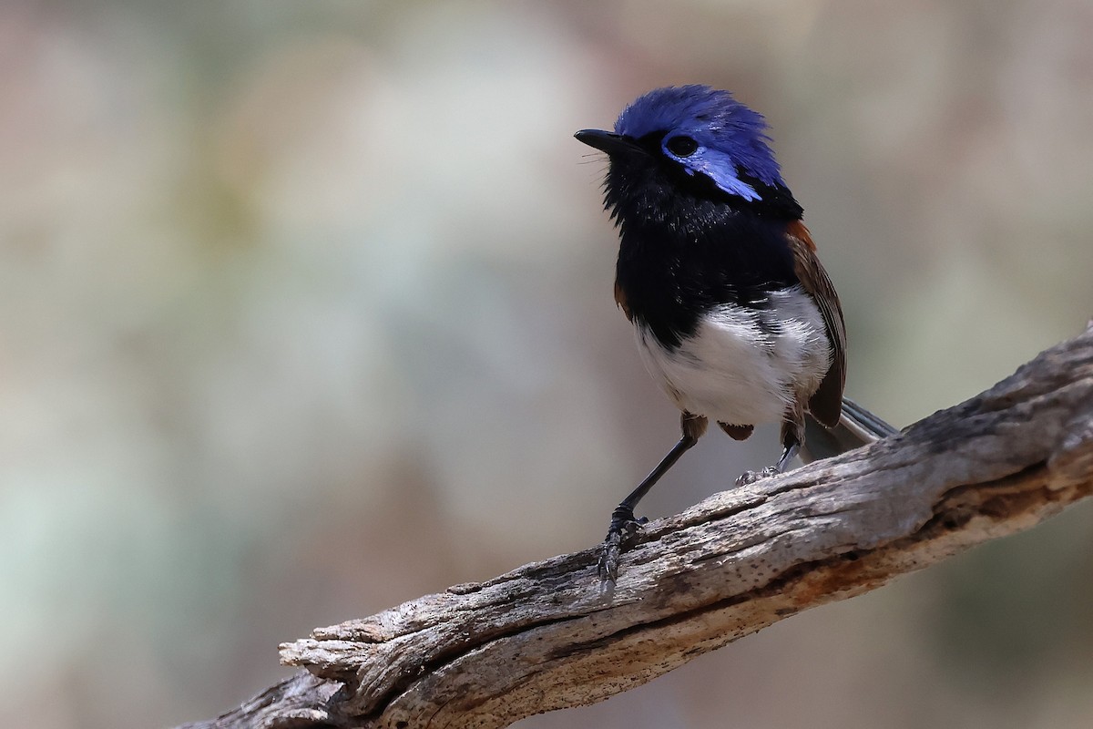 Maluro Pechiazul - ML646883422