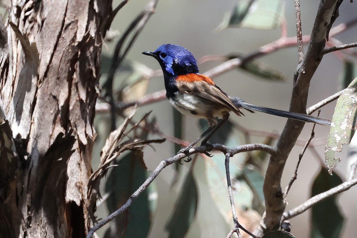 Maluro Pechiazul - ML646883423