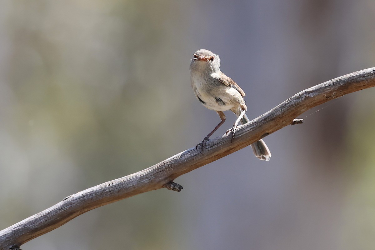 Maluro Pechiazul - ML646883424