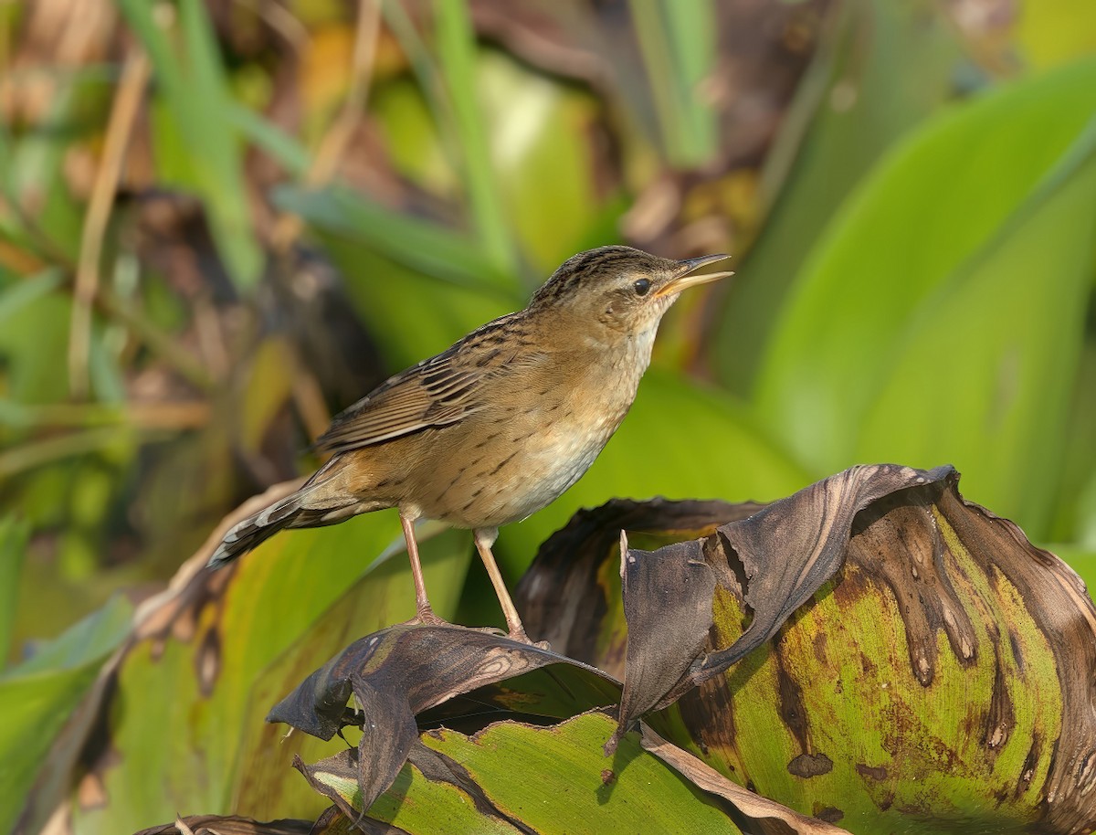 Buscarla de Pallas - ML646883425