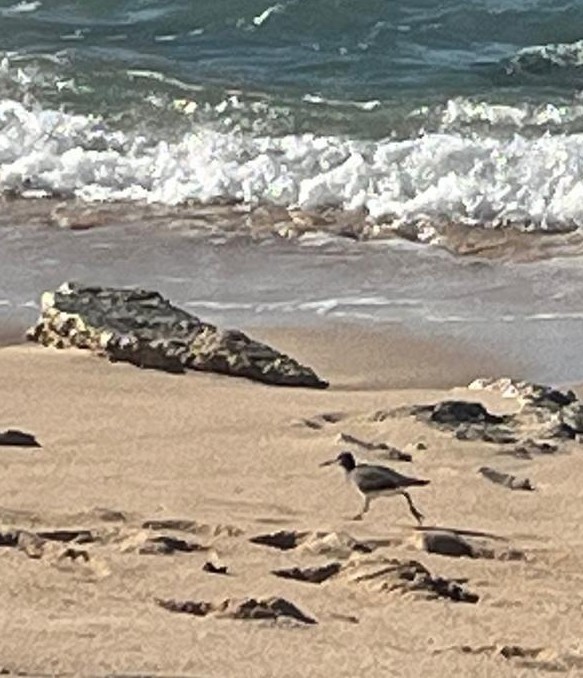 Wandering Tattler - ML646883426