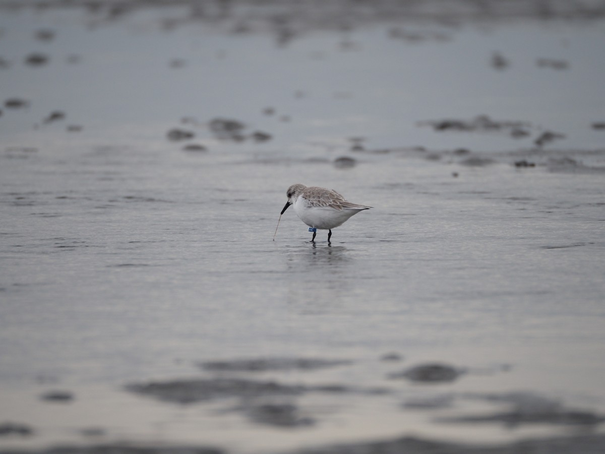 jespák písečný - ML646883427