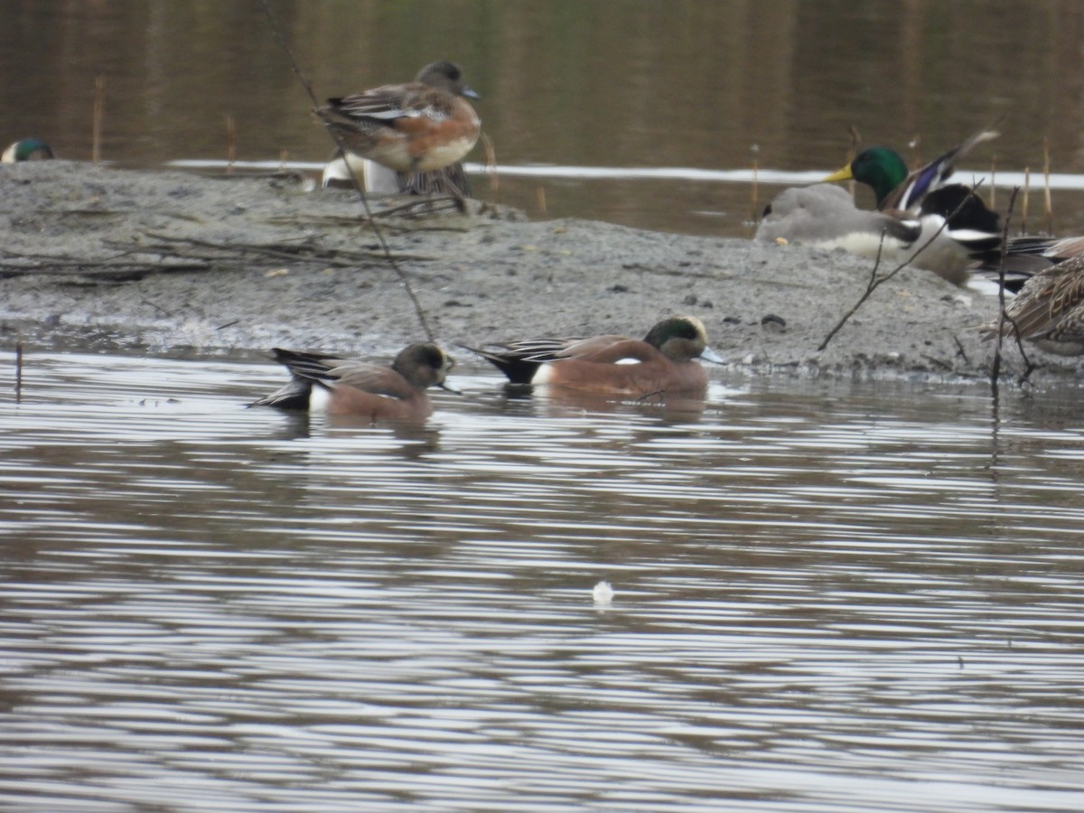 American Wigeon - ML646883428