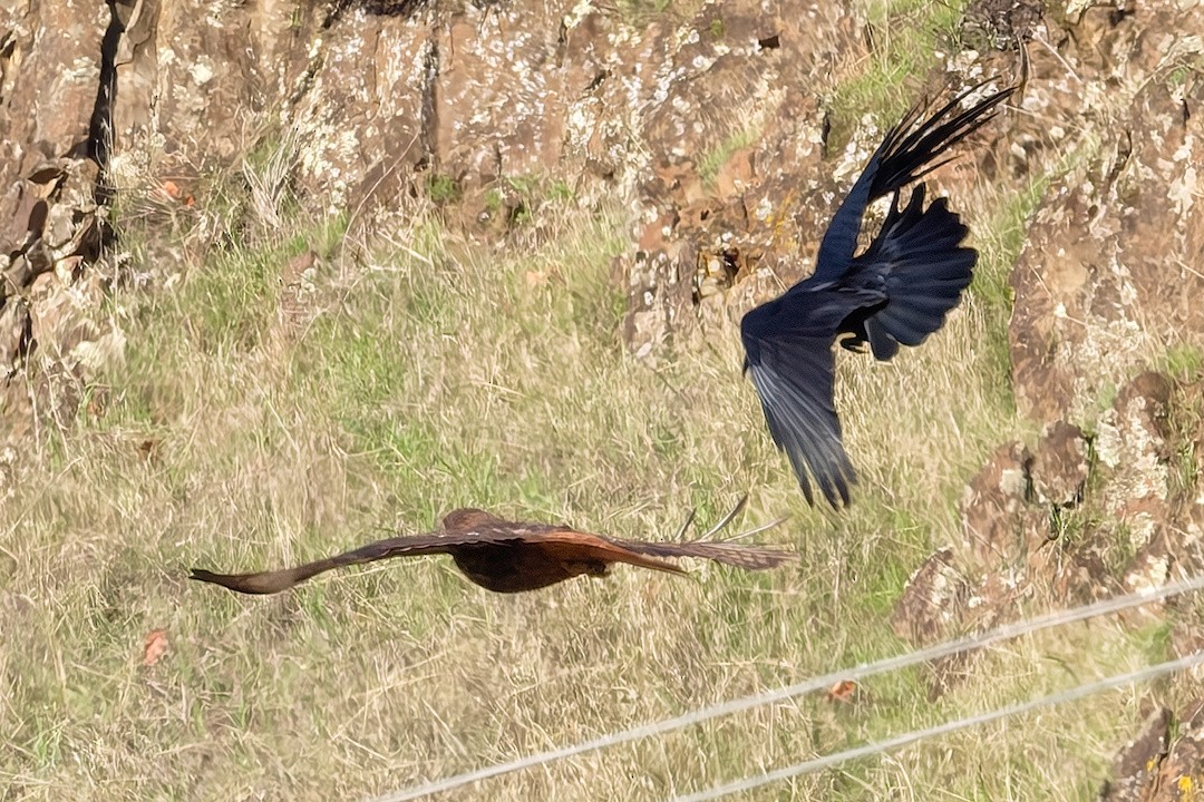 Red-tailed Hawk - ML646883429