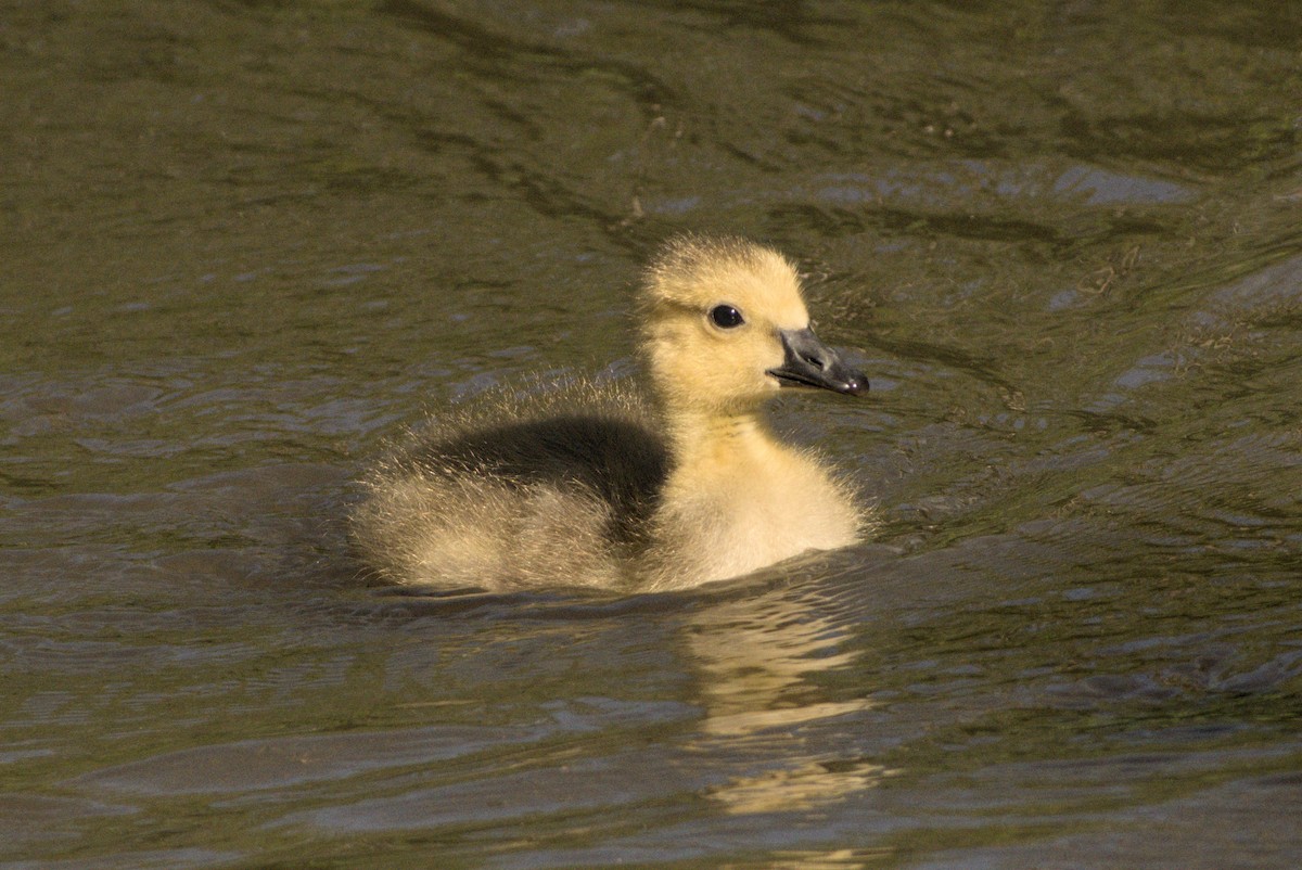 Canada Goose - ML646883431
