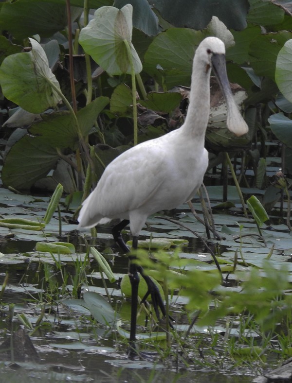 Espátula Común - ML646883433