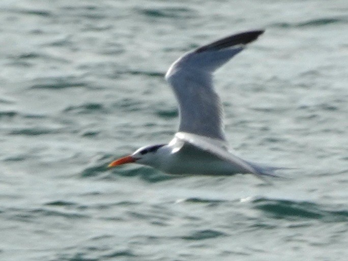 Charrán Real Americano - ML646883434