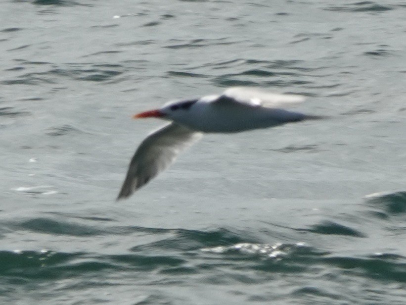 Charrán Real Americano - ML646883435