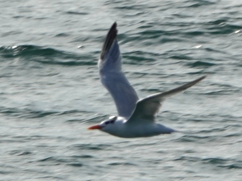 Charrán Real Americano - ML646883436