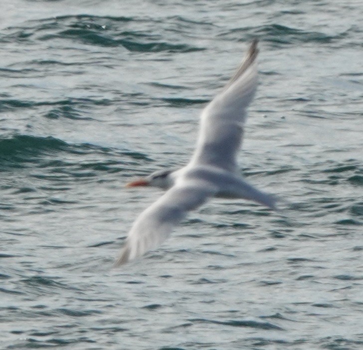 Charrán Real Americano - ML646883437