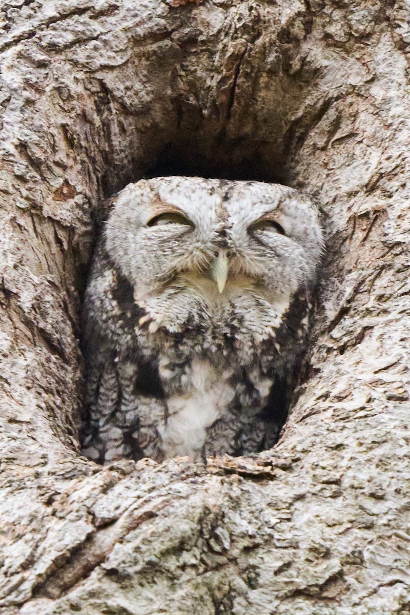 Eastern Screech-Owl - ML646883438