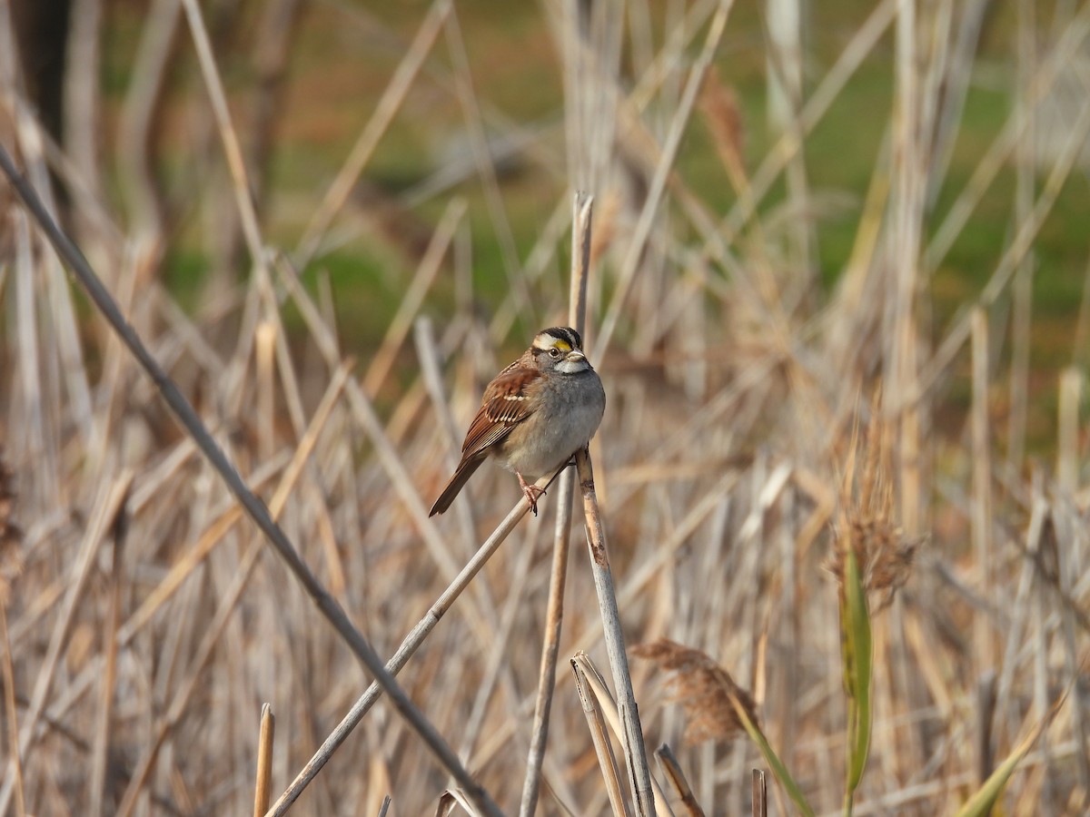 White-throated Sparrow - ML646883439