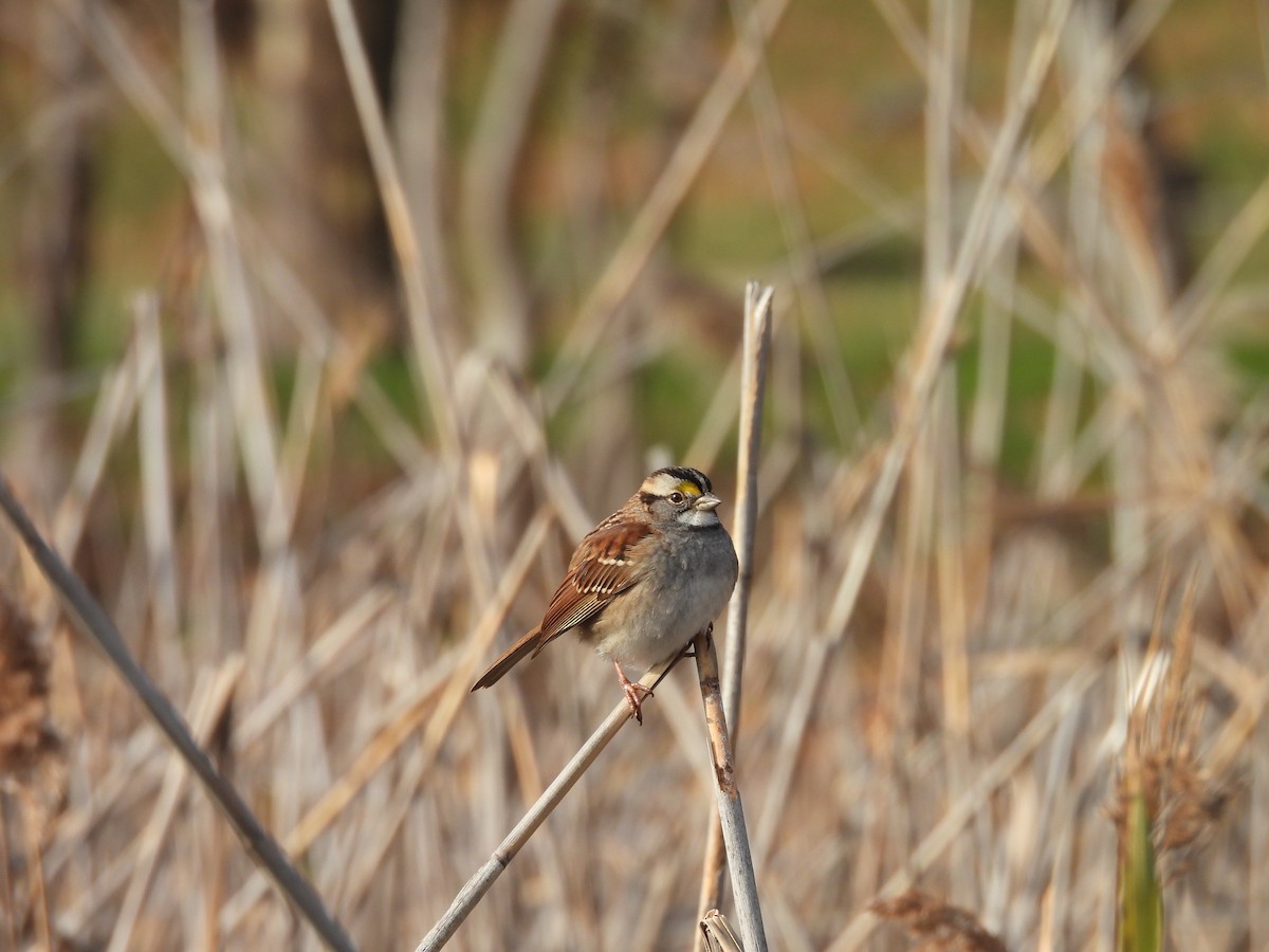 White-throated Sparrow - ML646883440