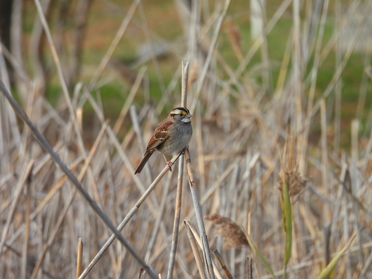 White-throated Sparrow - ML646883441