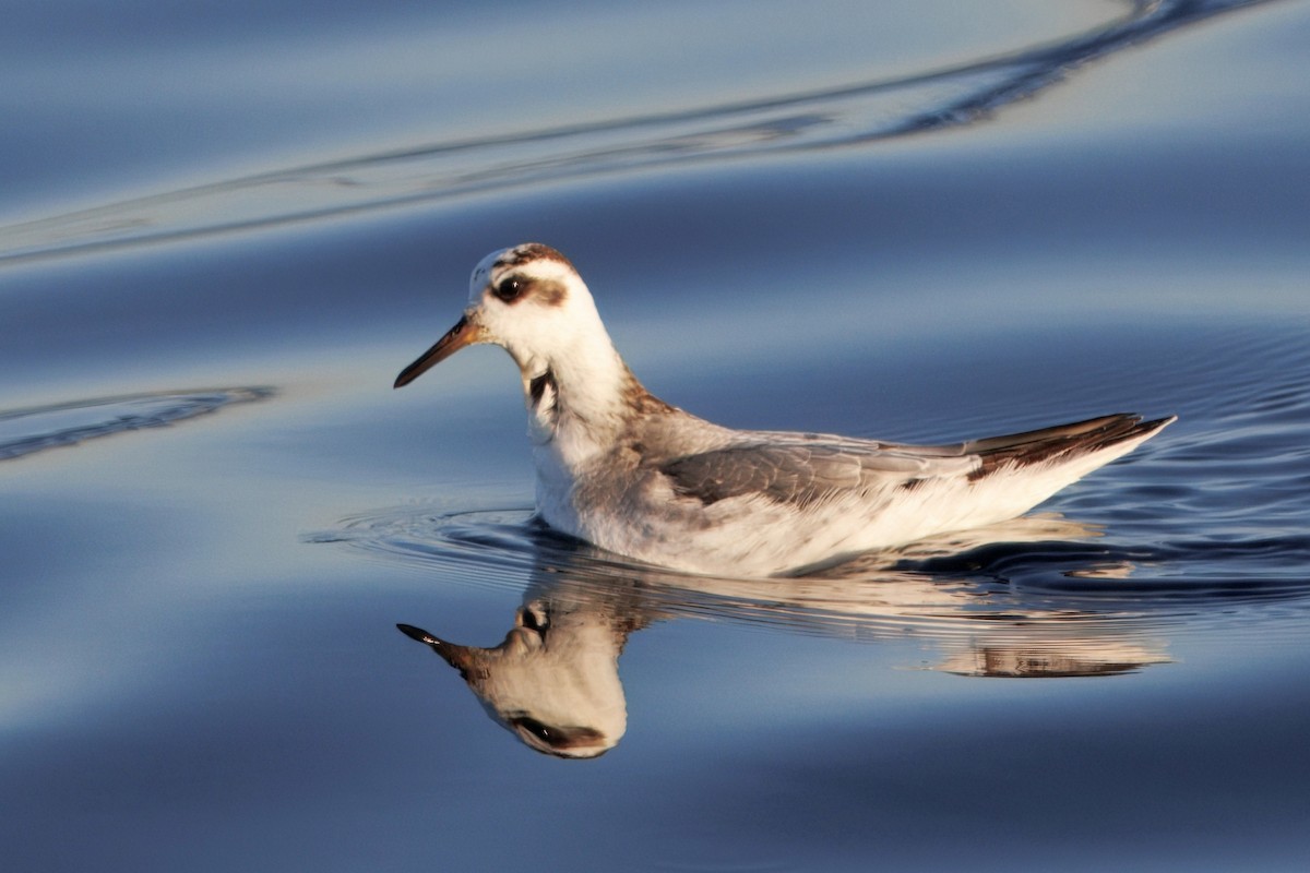 Red Phalarope - ML646883442