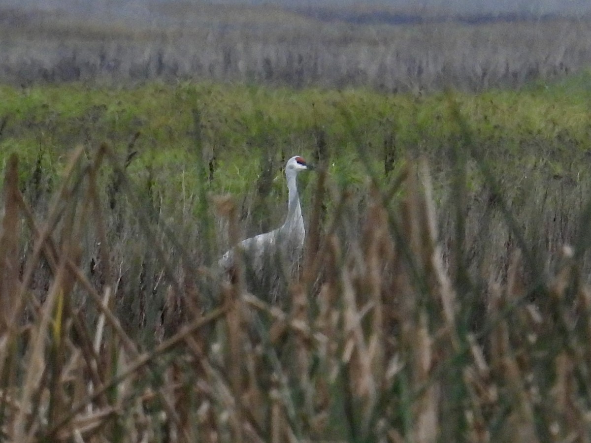 Sandhill Crane - ML646883443