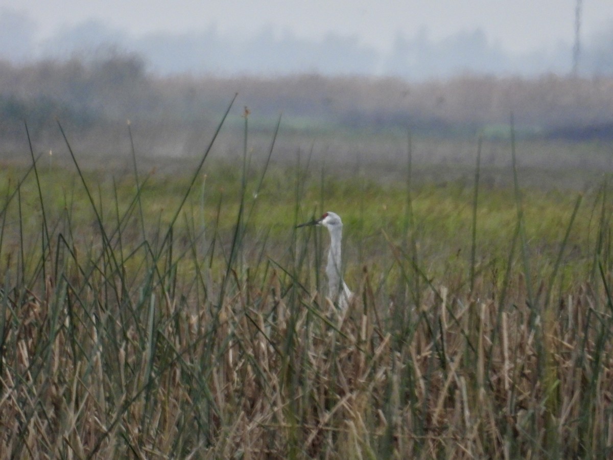Sandhill Crane - ML646883444