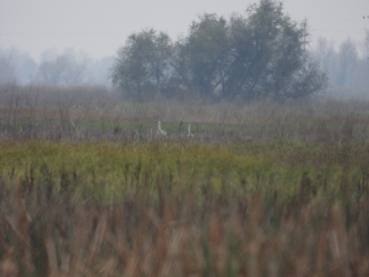 Sandhill Crane - ML646883445