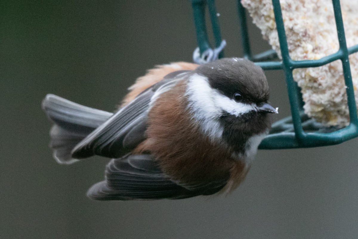 Chestnut-backed Chickadee - ML646883446