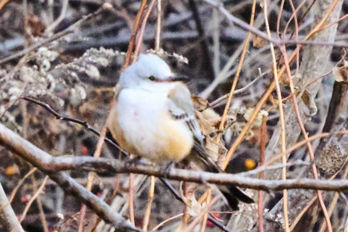 Scissor-tailed Flycatcher - ML646883447