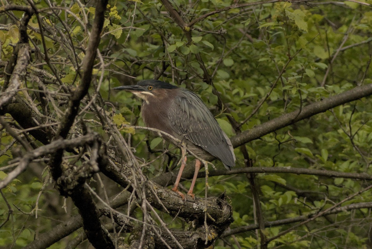 Green Heron - ML646883448