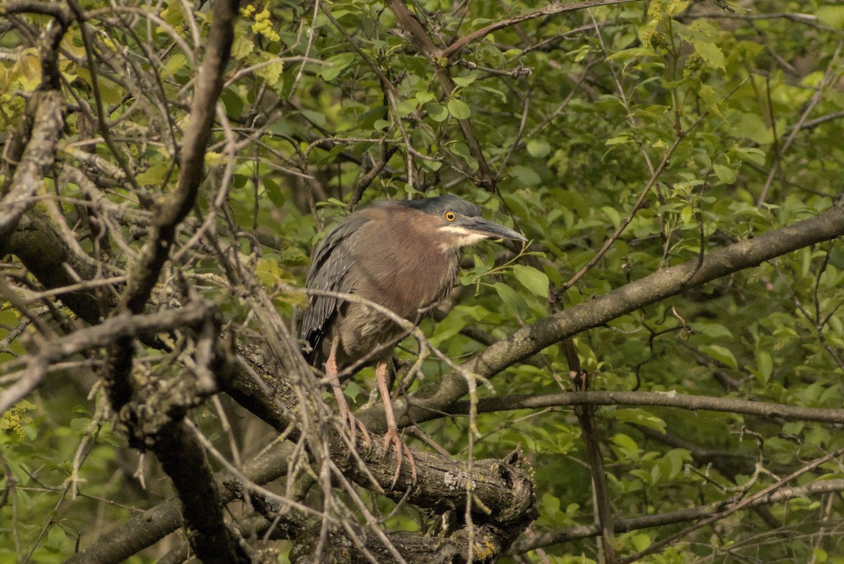 Green Heron - ML646883449