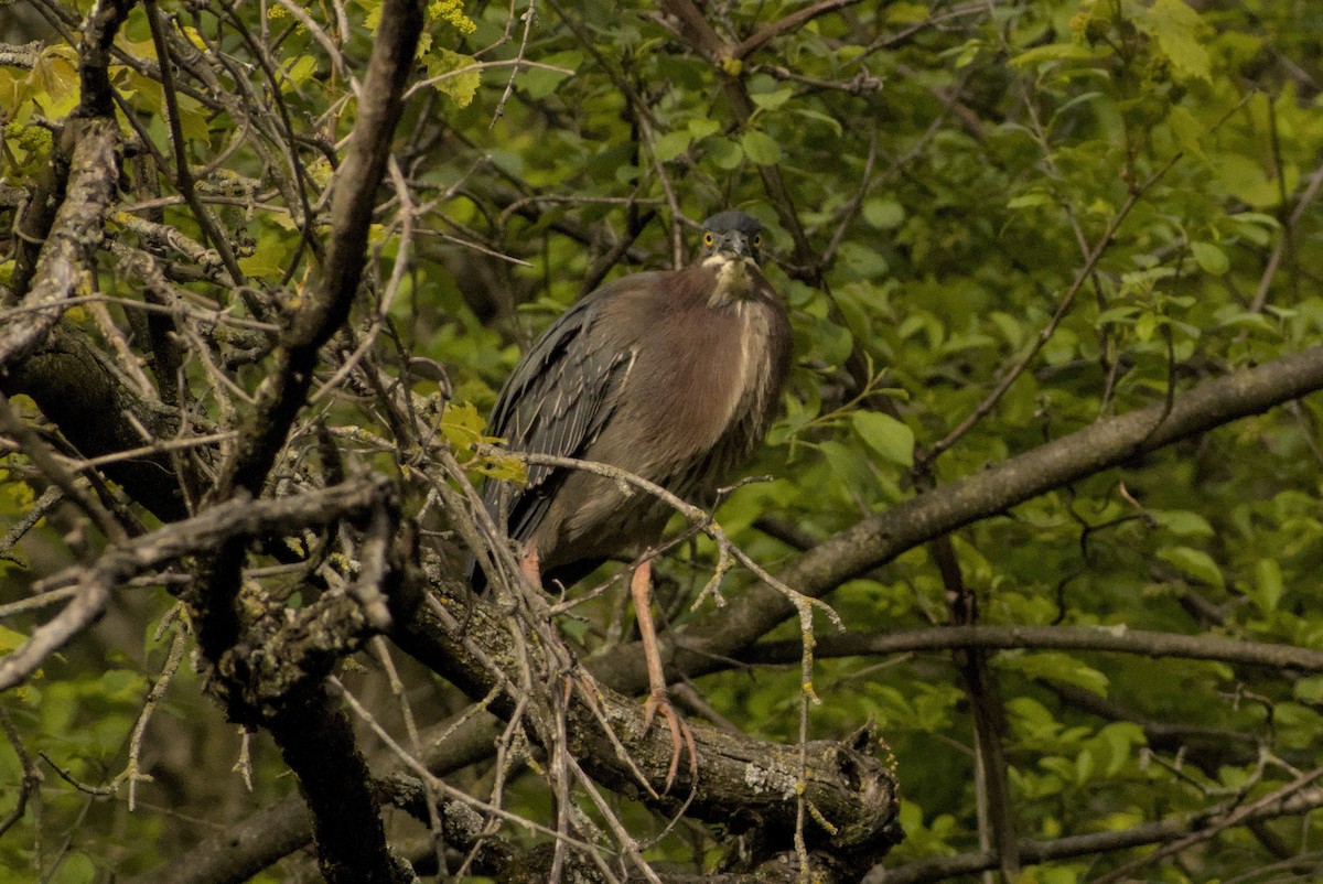 Green Heron - ML646883450