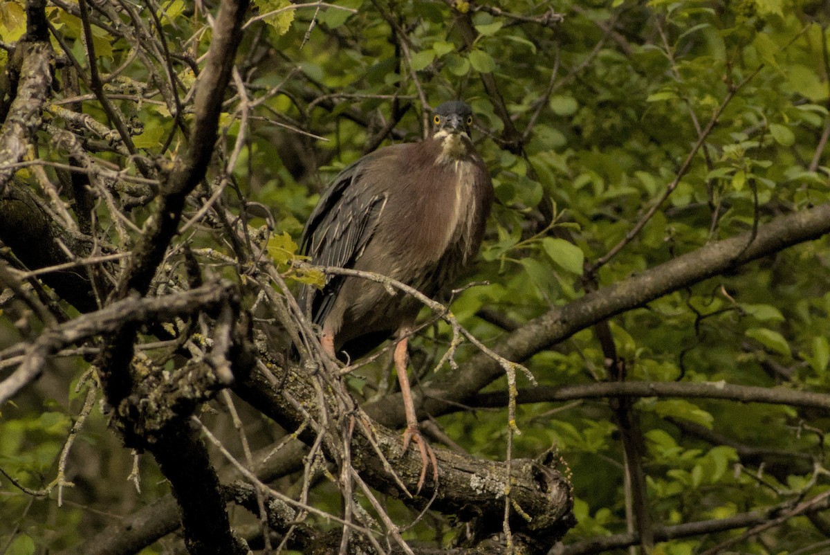 Green Heron - ML646883451