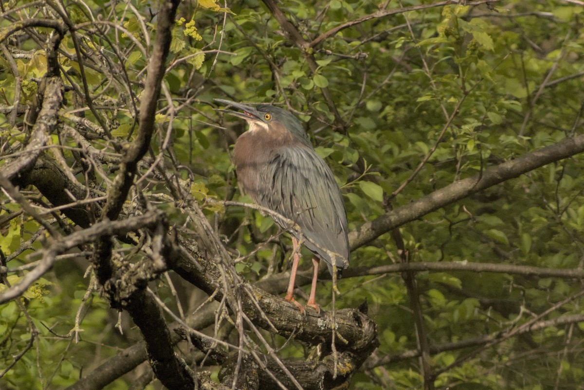 Green Heron - ML646883452