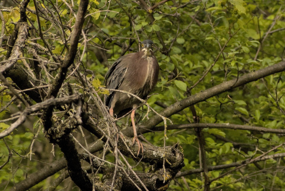 Green Heron - ML646883453
