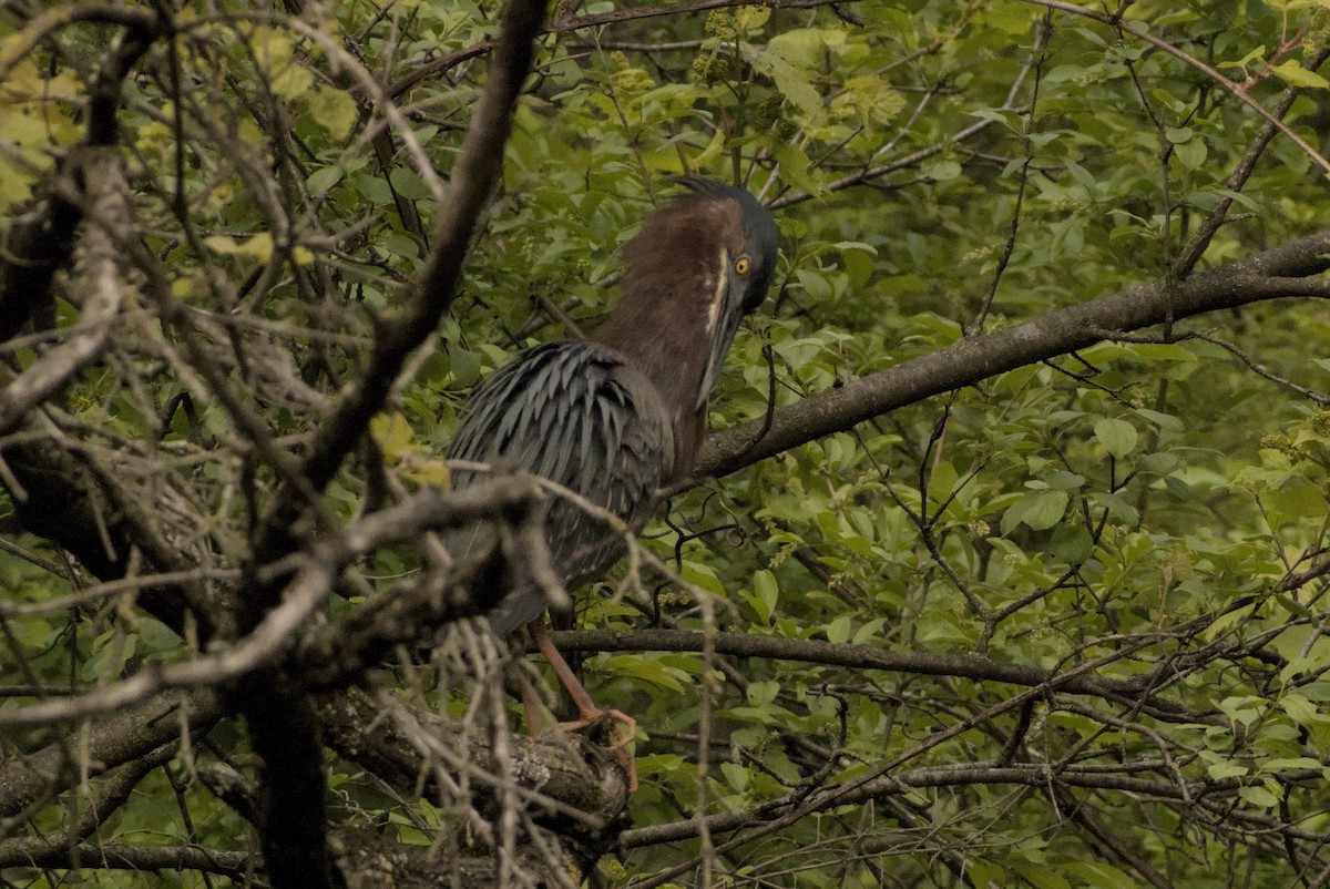 Green Heron - ML646883454