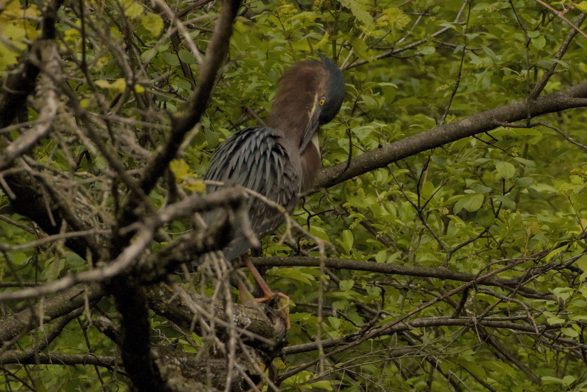 Green Heron - ML646883455