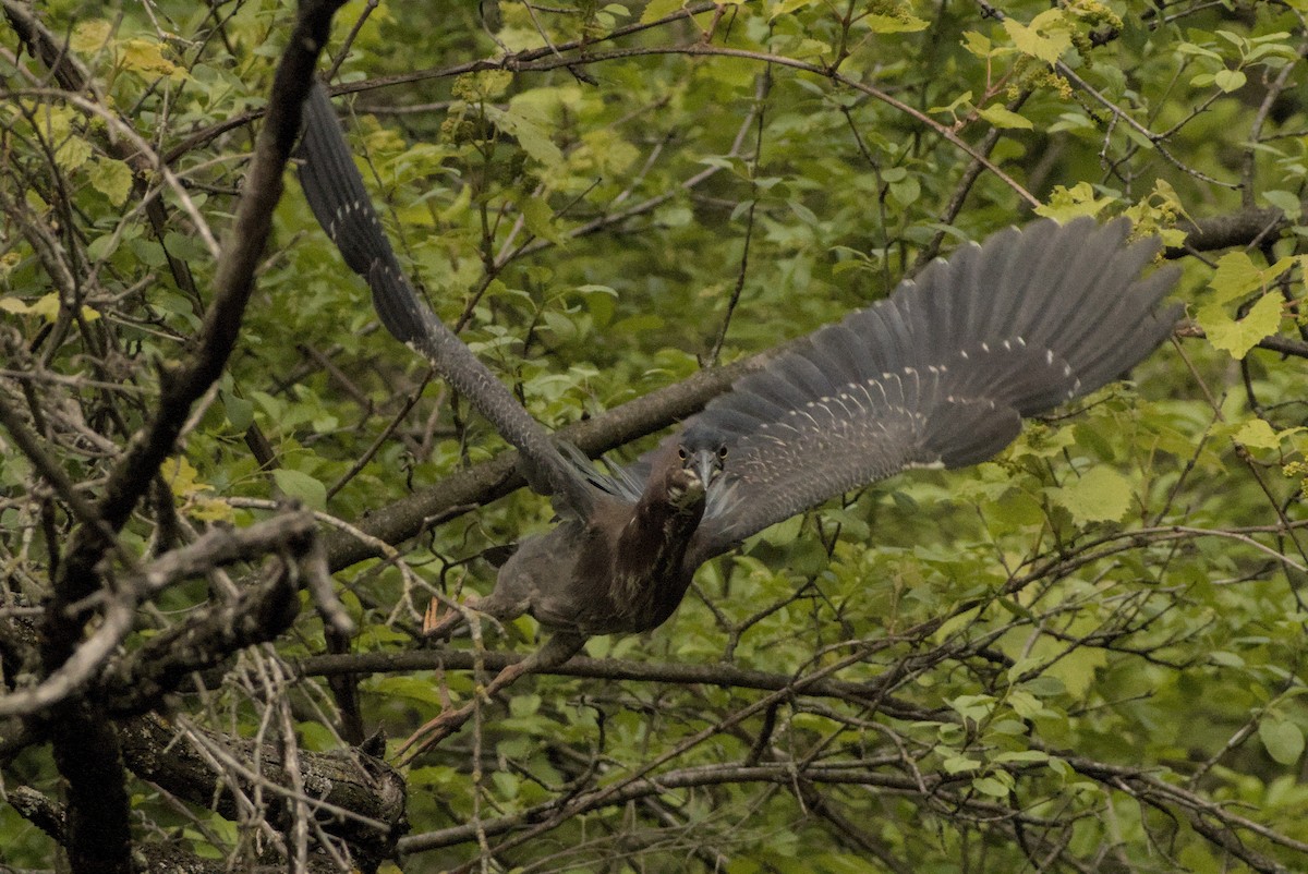 Green Heron - ML646883456