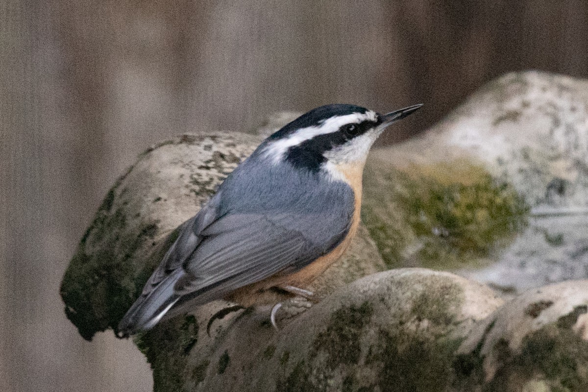 Red-breasted Nuthatch - ML646883457