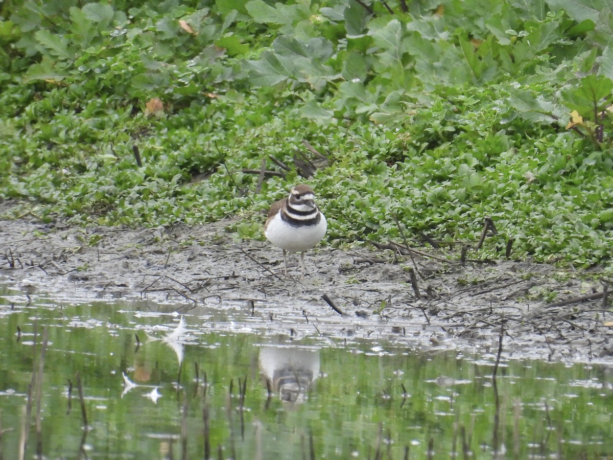 Killdeer - ML646883458