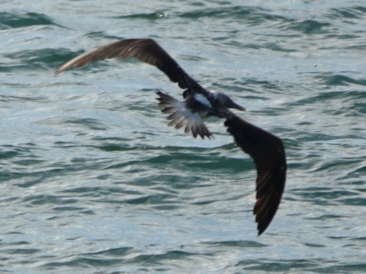 Blue-footed Booby - ML646883460