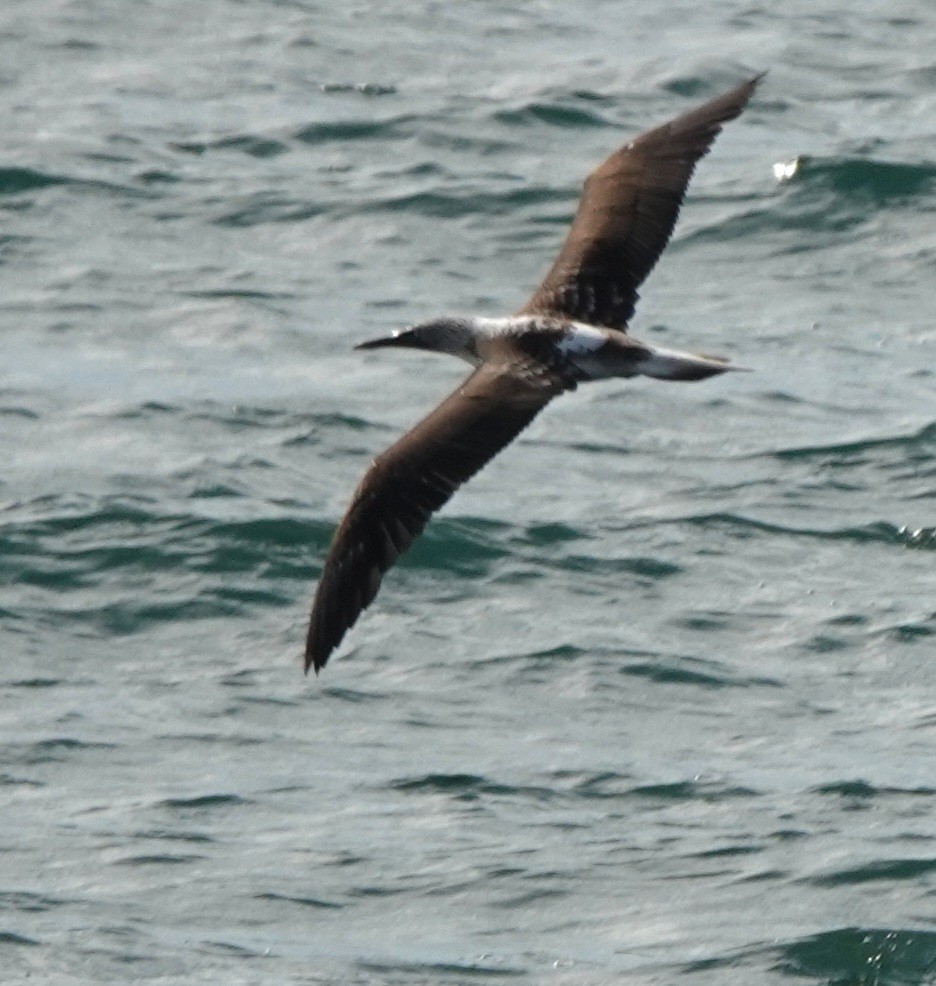 Blue-footed Booby - ML646883462