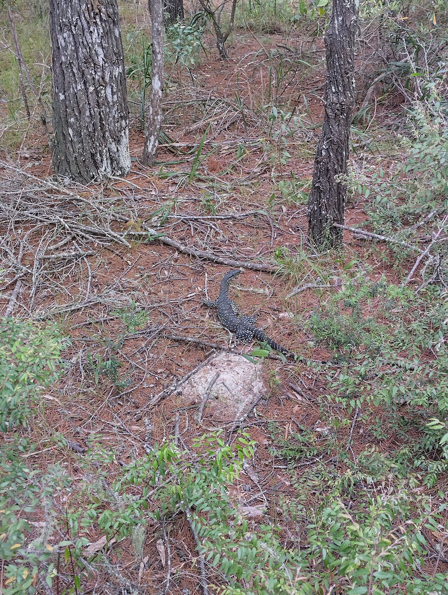 Warane - ML646883463