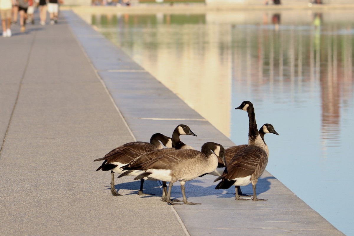 Canada Goose - ML646883467