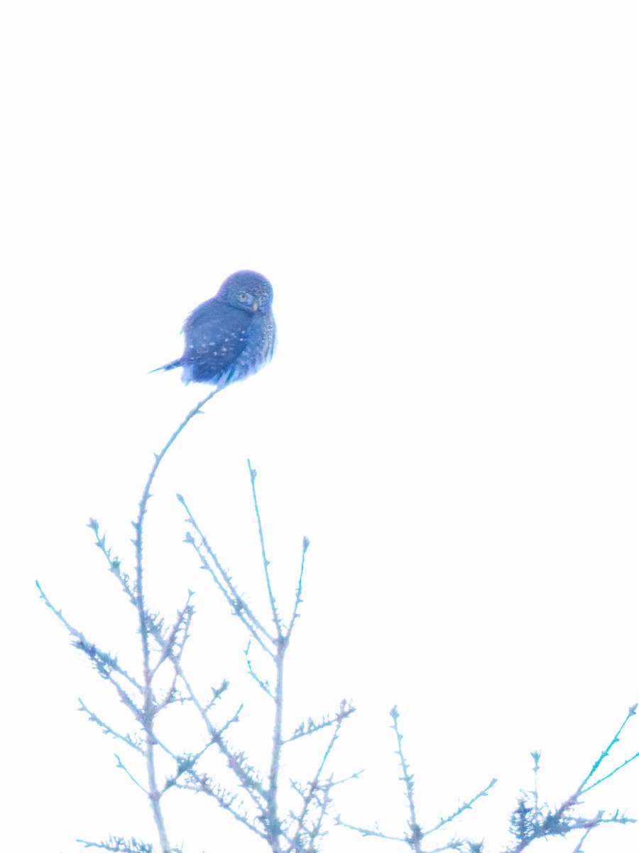 Northern Pygmy-Owl - ML646883468