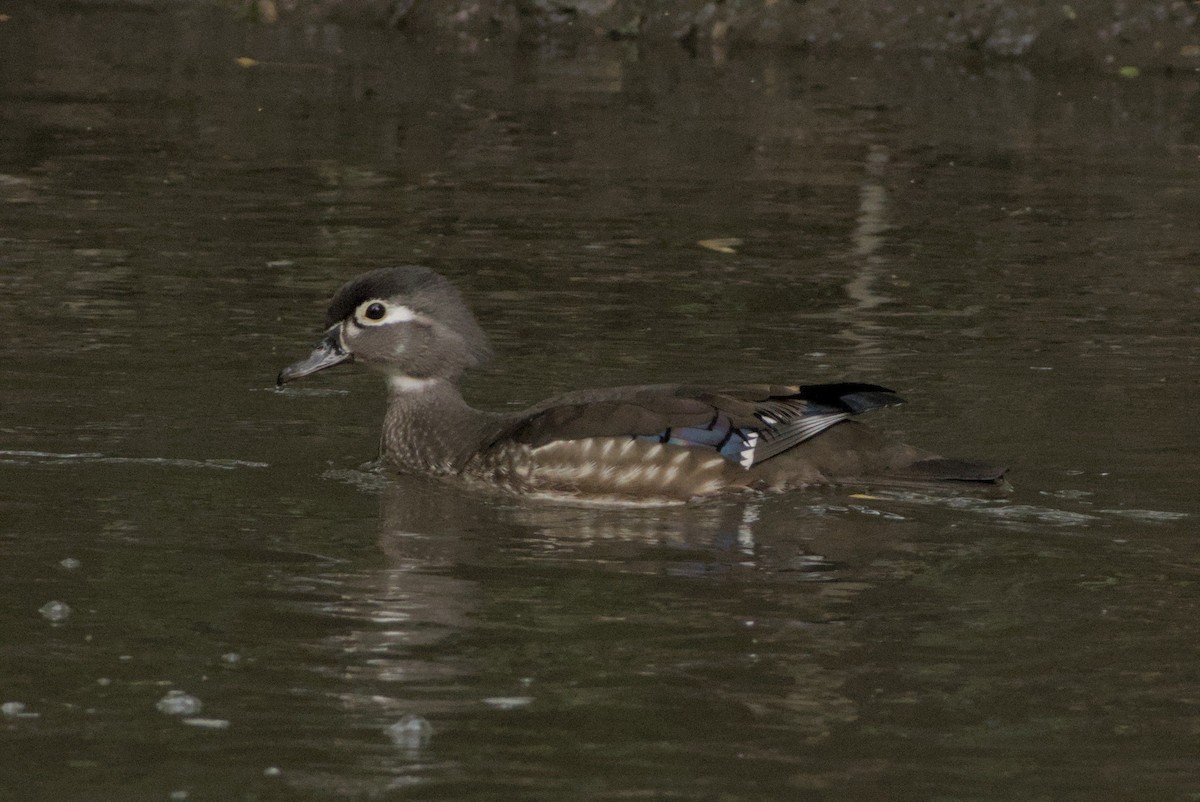 Canard branchu - ML646883470