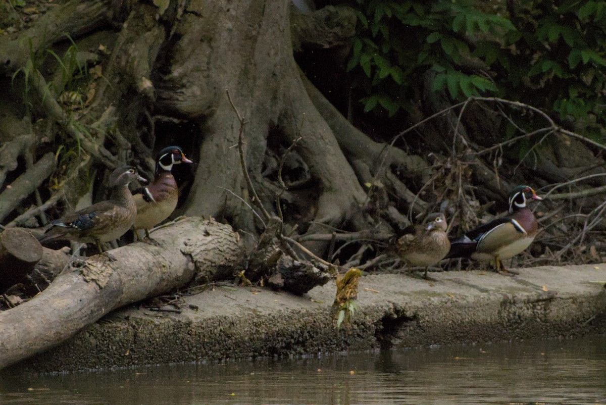Canard branchu - ML646883472