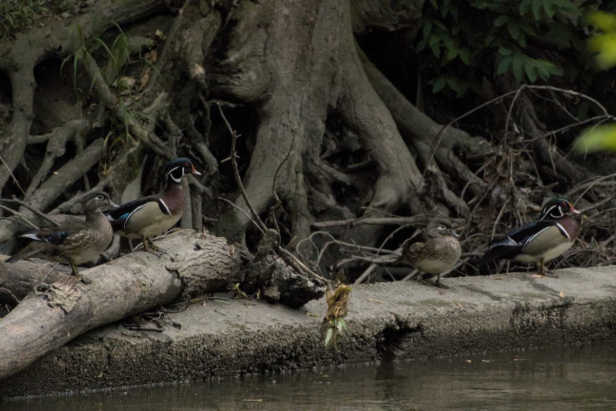 Canard branchu - ML646883475